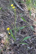 Image of Viper's Grass
