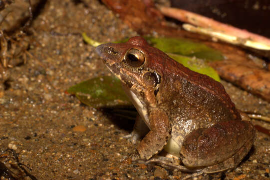 Image de Leptodactylus poecilochilus (Cope 1862)