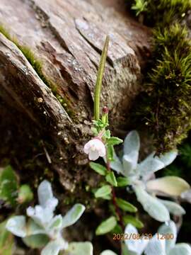 Image de Epilobium hohuanense S. S. Ying