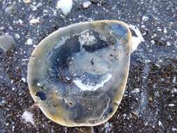 Image of Chilean Oyster