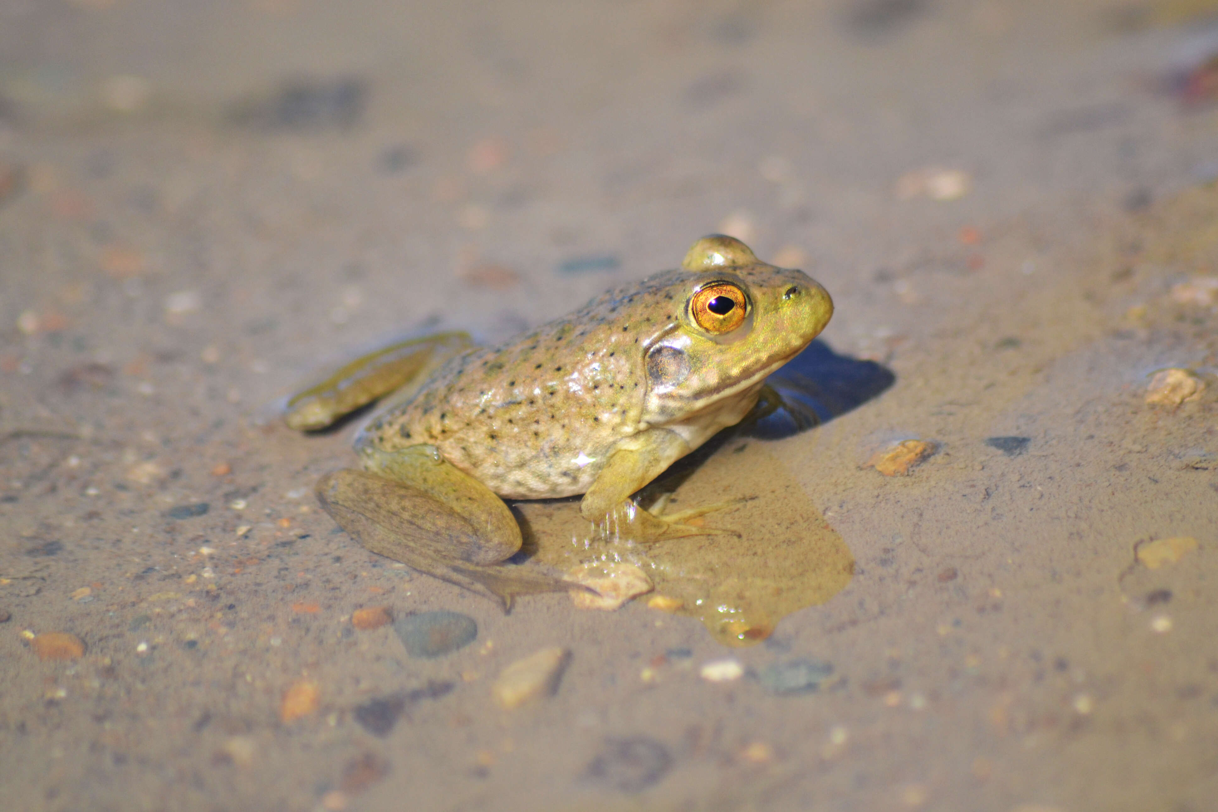 Слика од Lithobates catesbeianus (Shaw 1802)