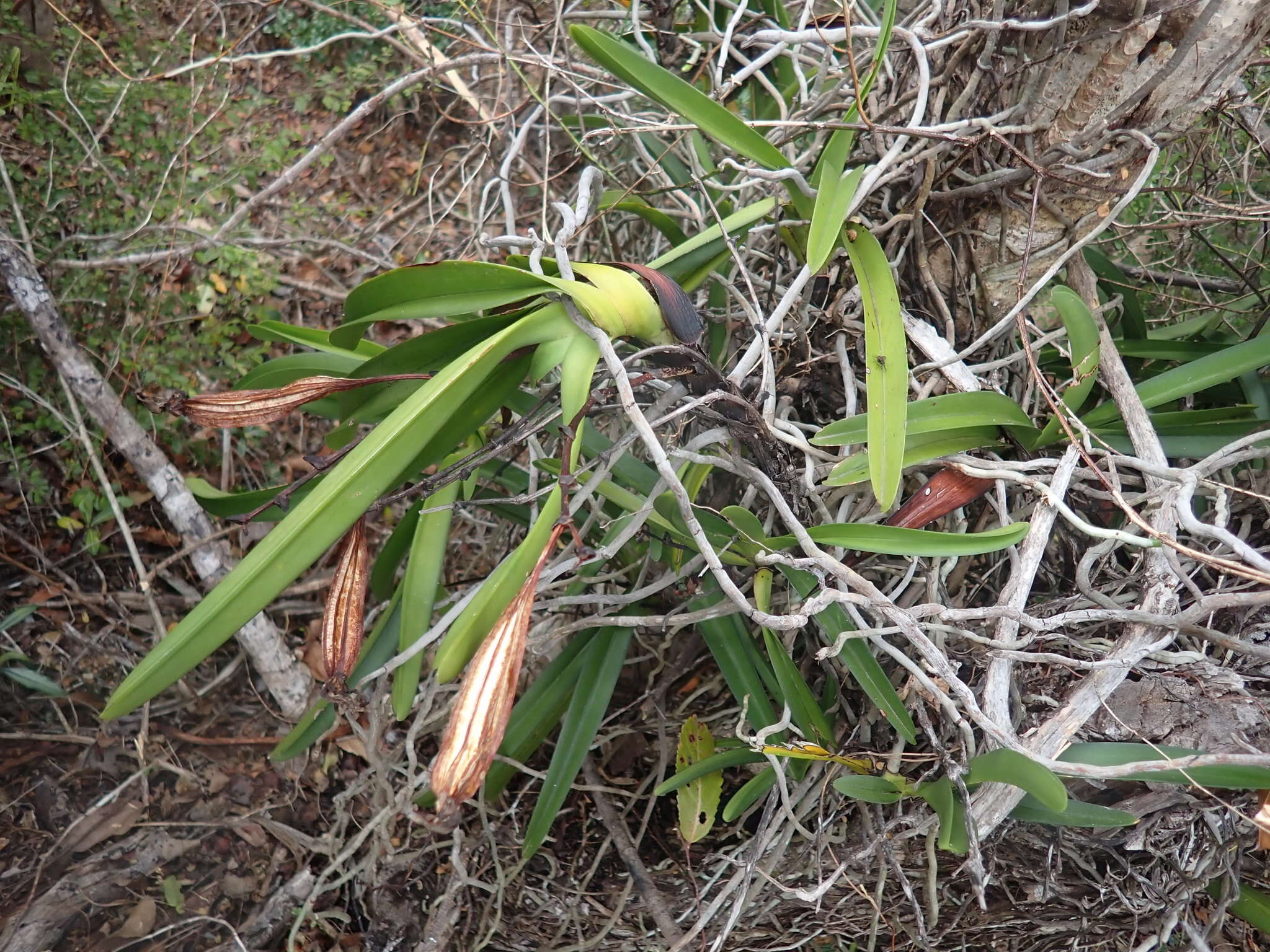 Plancia ëd Stereospermum undatum H. Perrier