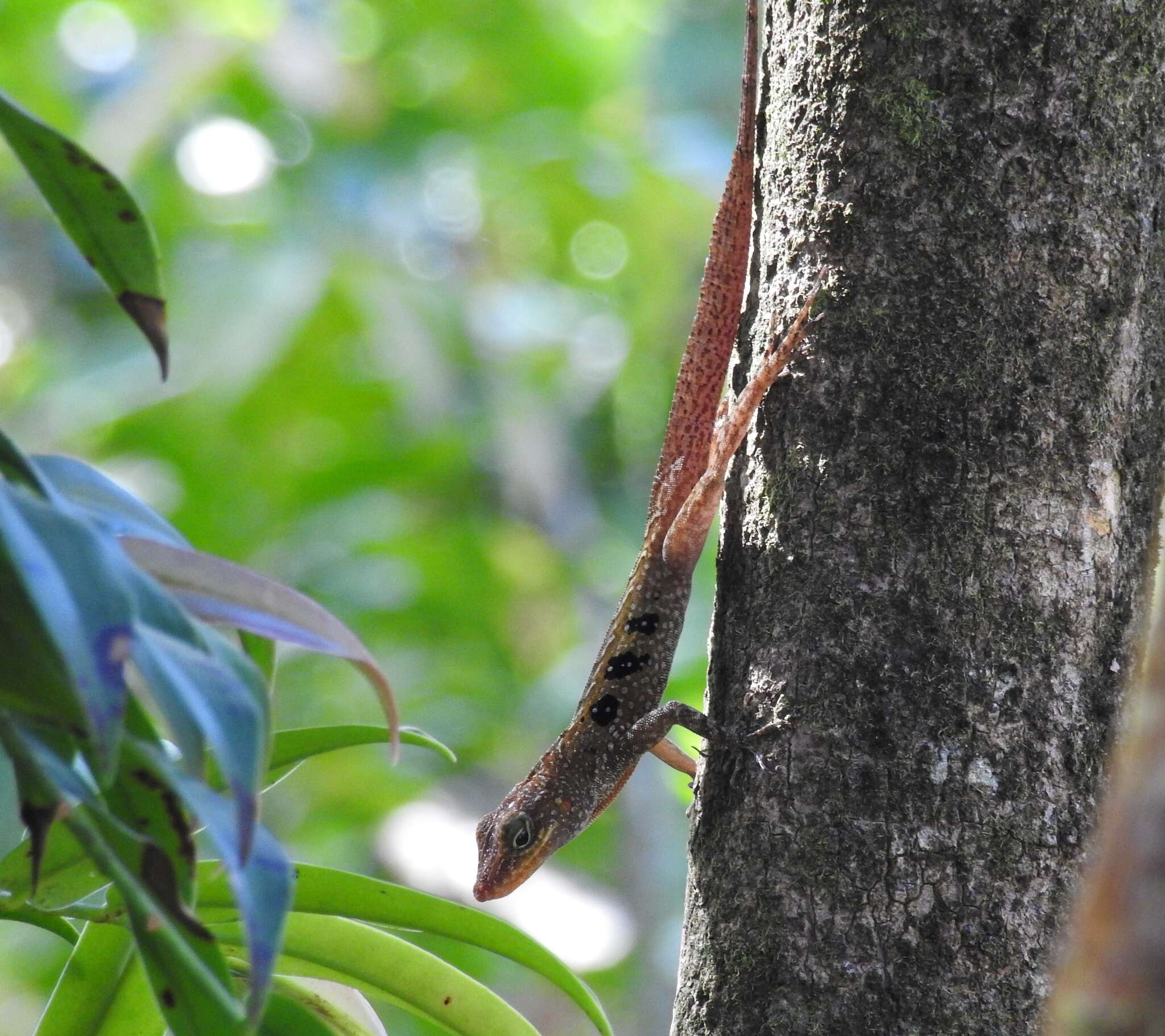 Слика од Anolis oculatus (Cope 1879)