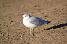 Image of Ring-billed Gull