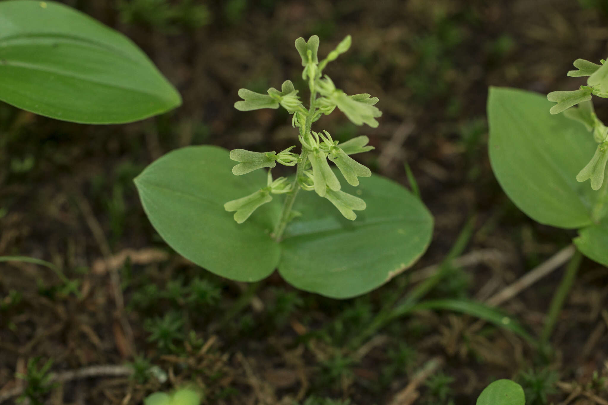 Image de Neottia veltmanii (Case) Baumbach