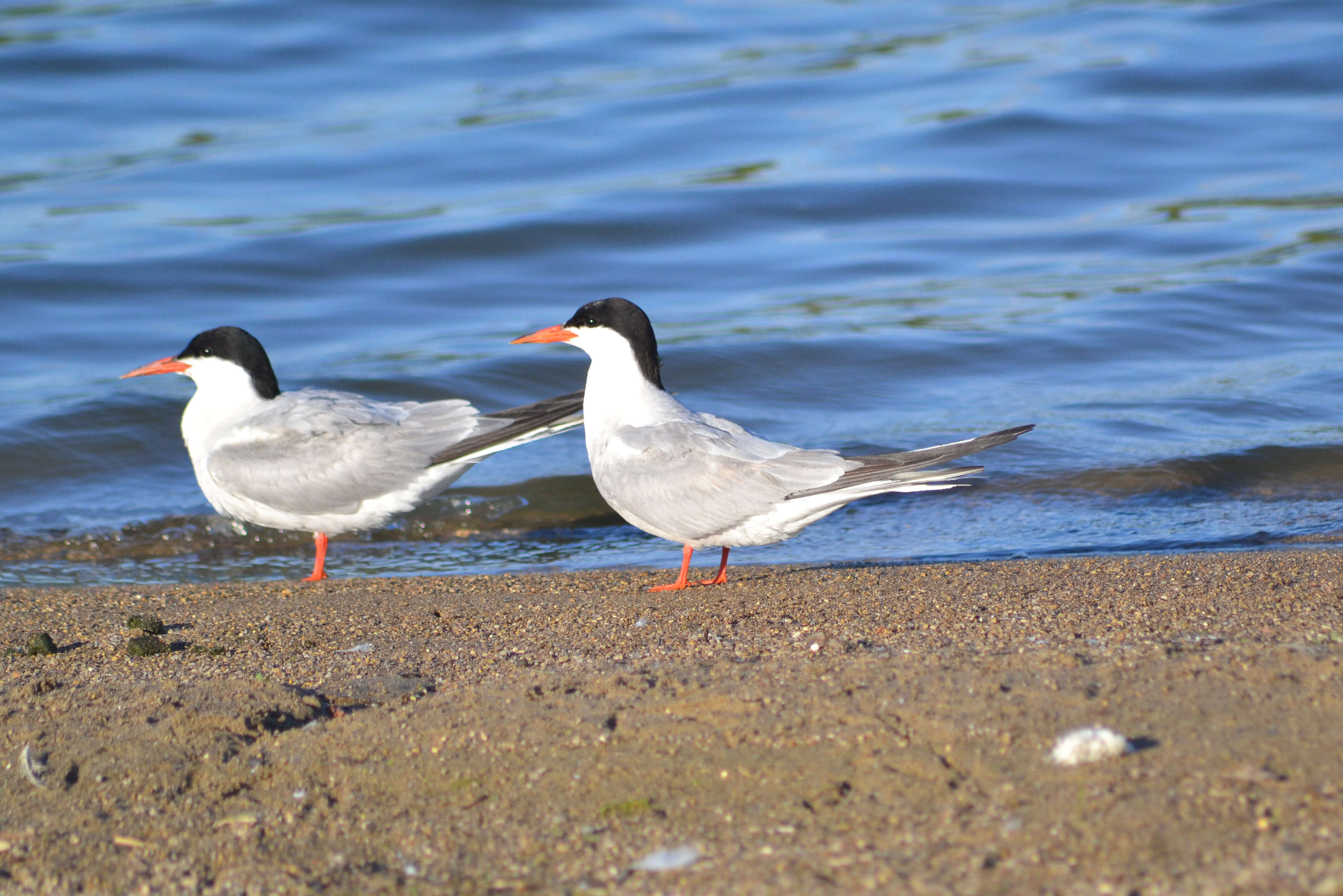 Image of Common Tern