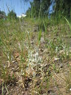 Image of Snow-in-summer