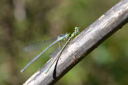 Image of Eastern Forktail