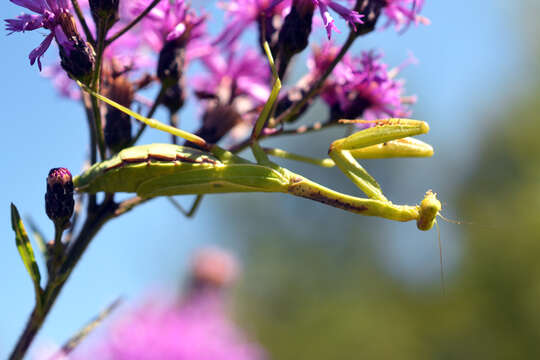 Image of Carolina Mantis