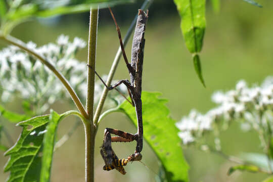 Image of Carolina Mantis