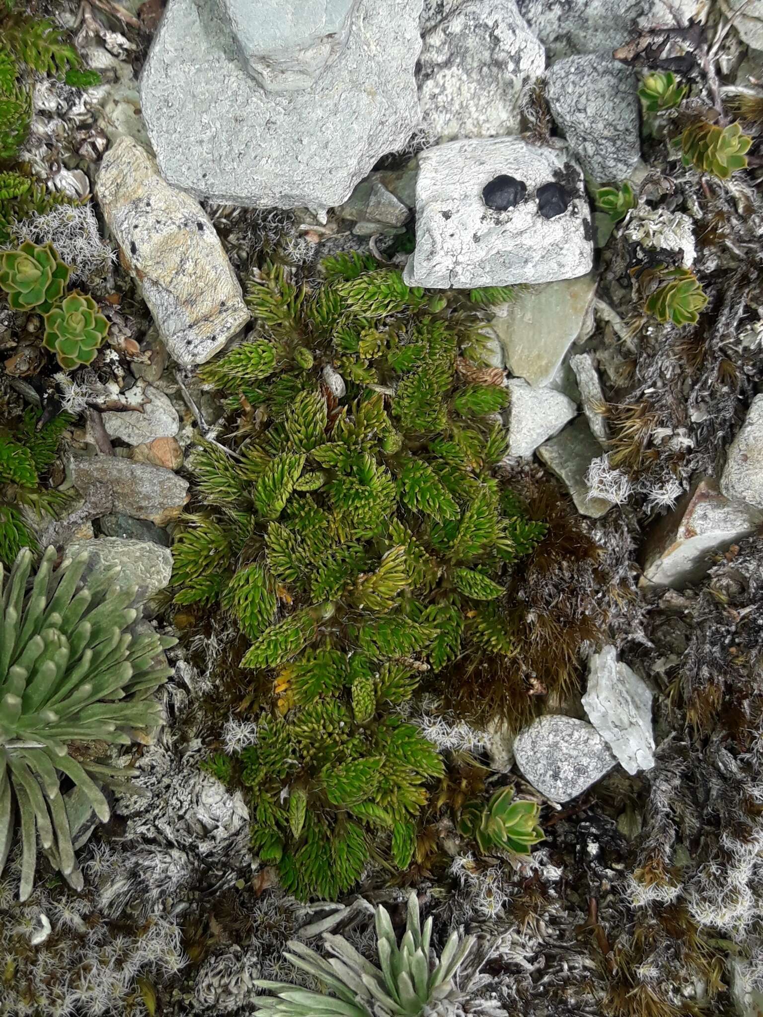 Anisotome imbricata (Hook. fil.) Cockayne的圖片