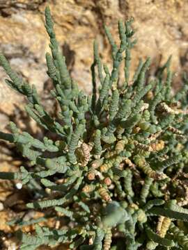 Слика од Tecticornia pergranulata (J. M. Black) K. A. Sheph. & Paul G. Wilson