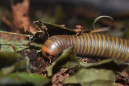 Image of Narceus gordanus (Chamberlin 1943)