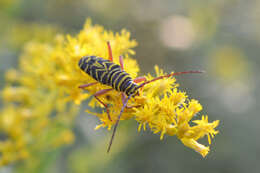 Image of Locust Borer