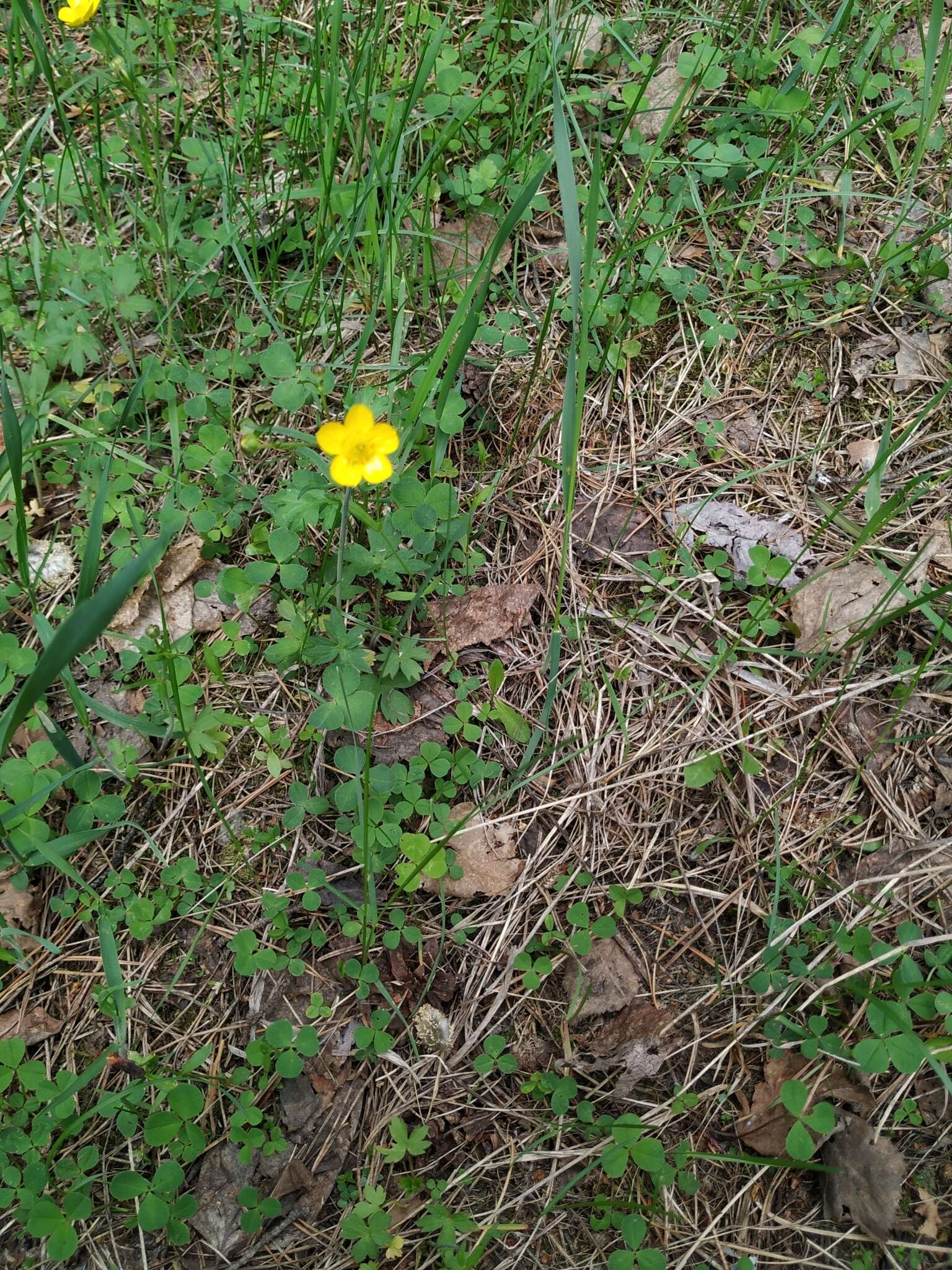 Image of Ranunculus propinquus subsp. subborealis (Tzvelev) Kuvaev