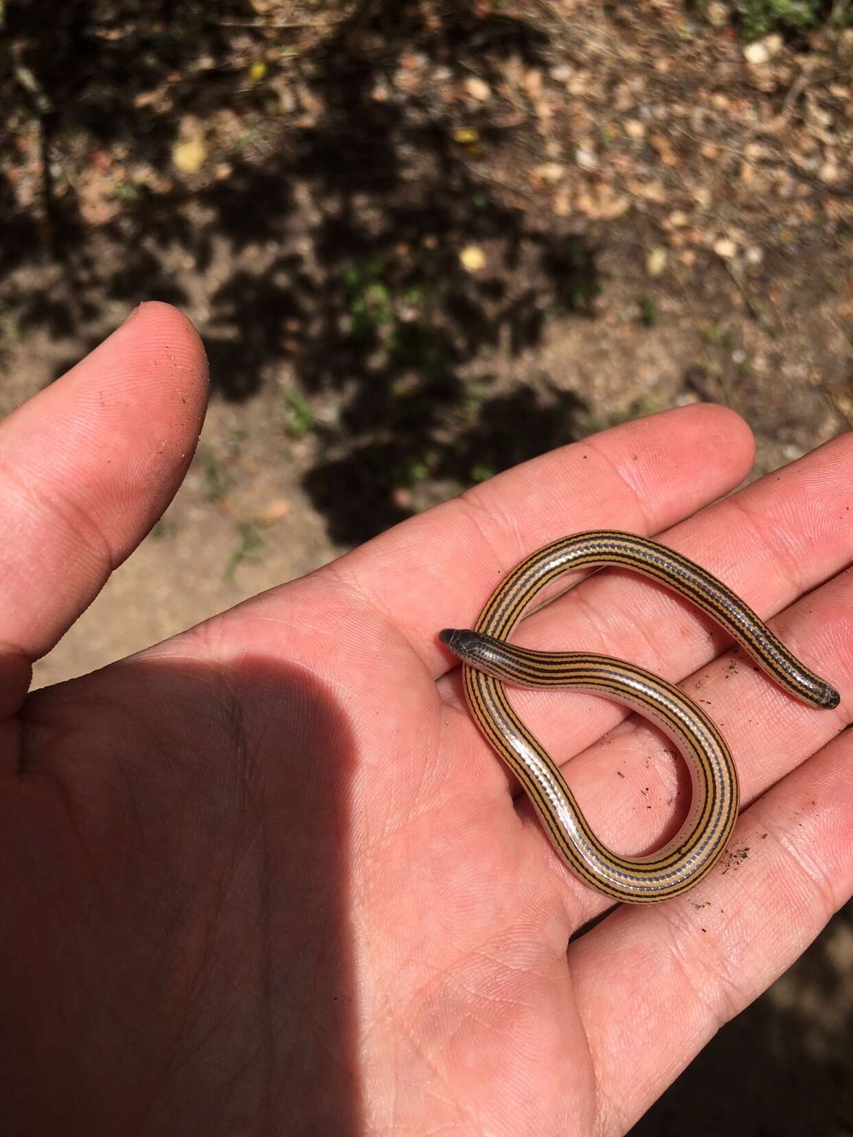 Image of Linnaeus' Lance Skink