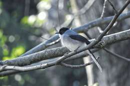 Image of Black-eared Sibia