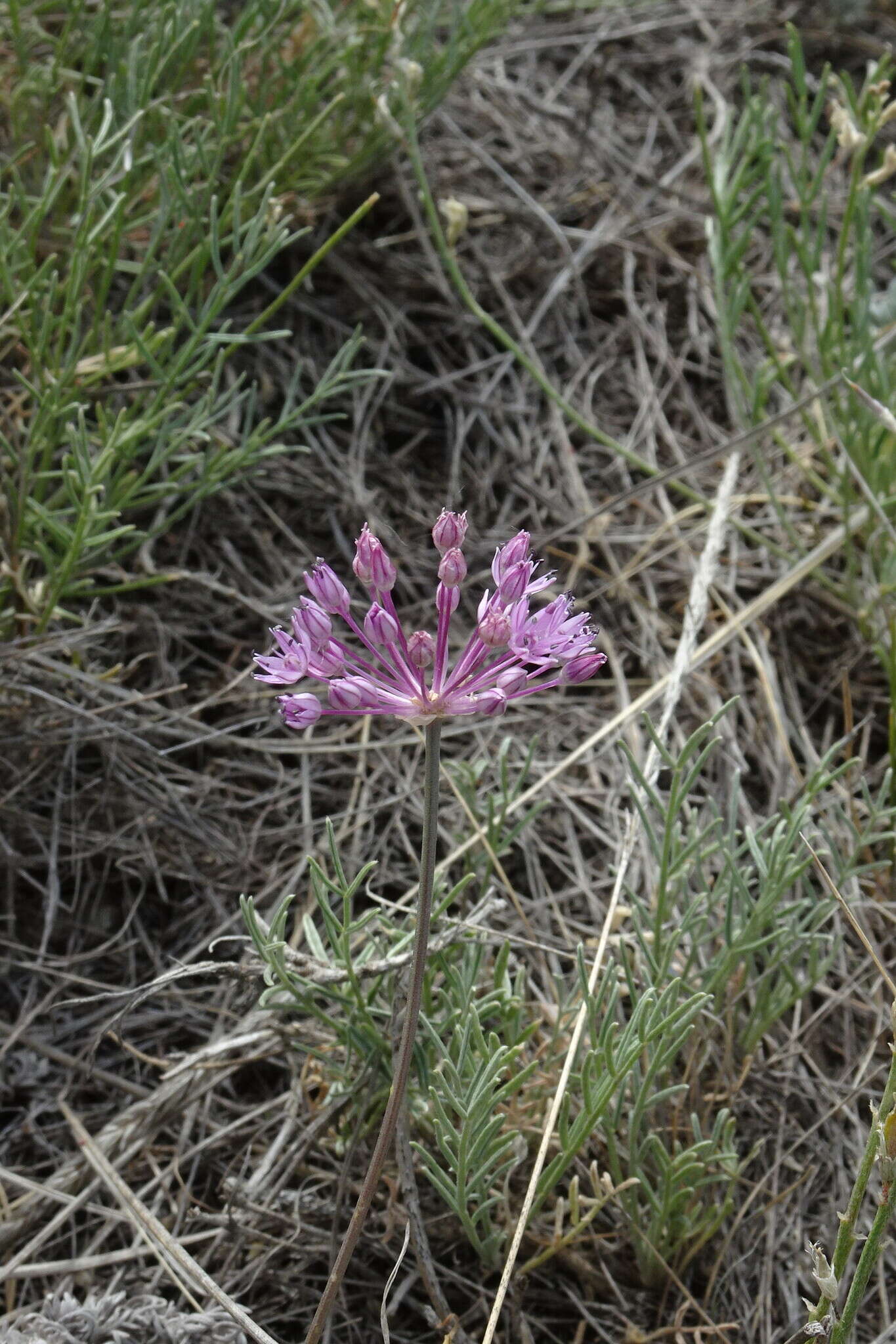 Allium pallasii Murray resmi