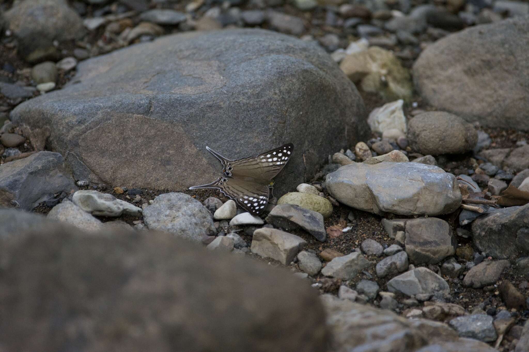Image of Dappled Daggerwing