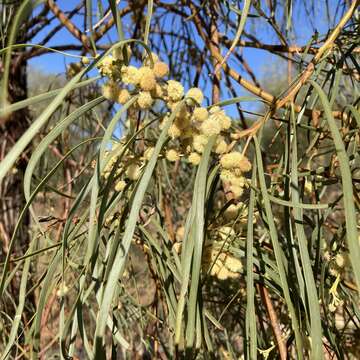 Imagem de Acacia stenophylla A. Cunn. ex Benth.