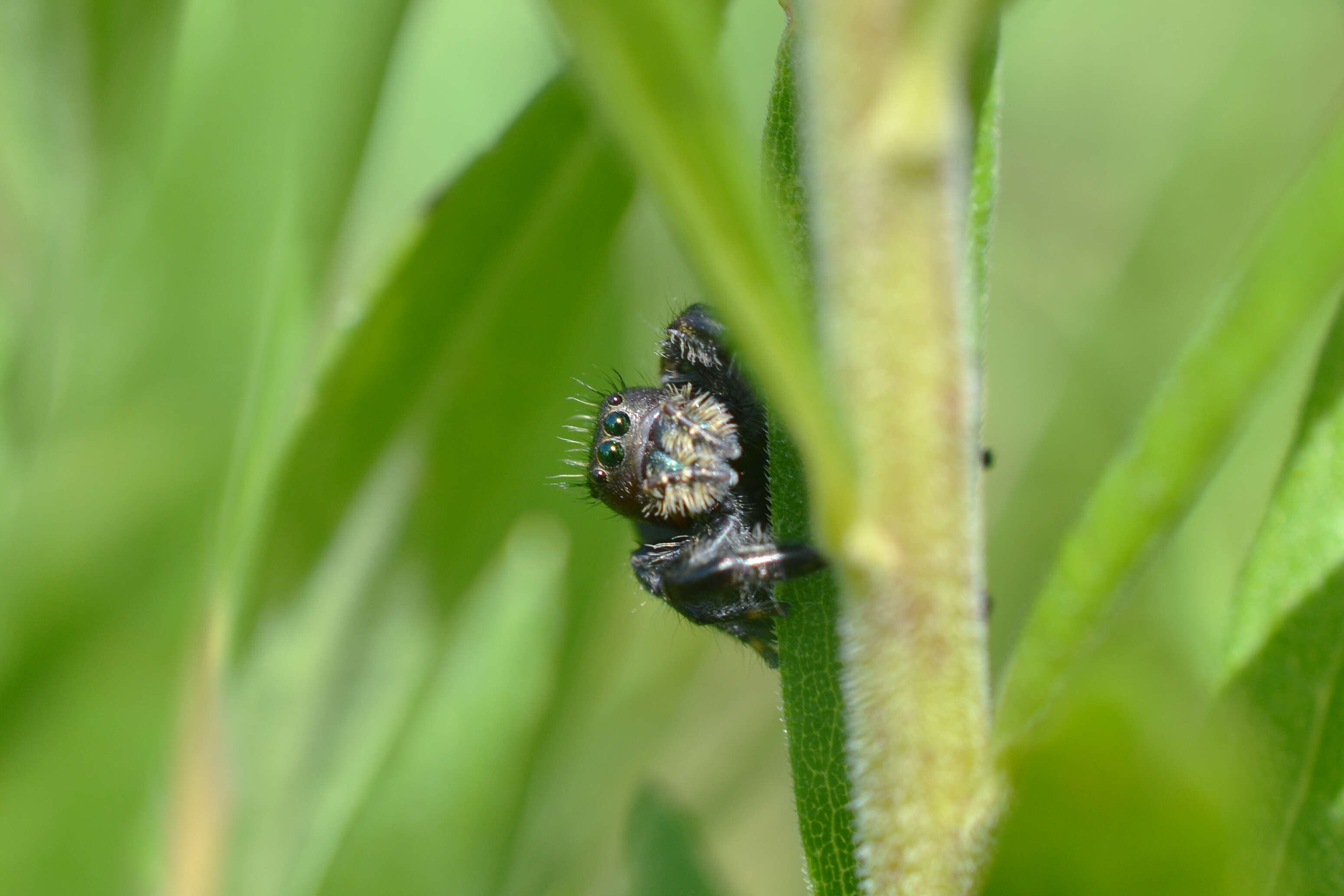 Phidippus audax (Hentz 1845) resmi