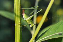 Image of Scudder's bush katydids