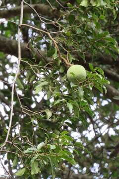 Image of Rubber vine