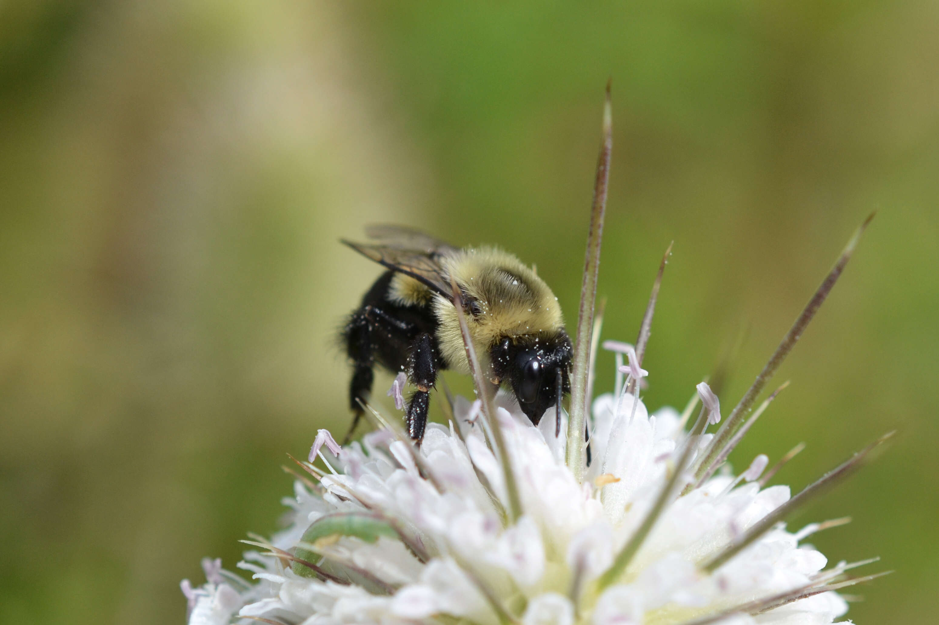 Image of Common Eastern Bumblebee