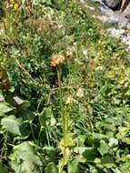 Image of Doronicum altaicum Pall.