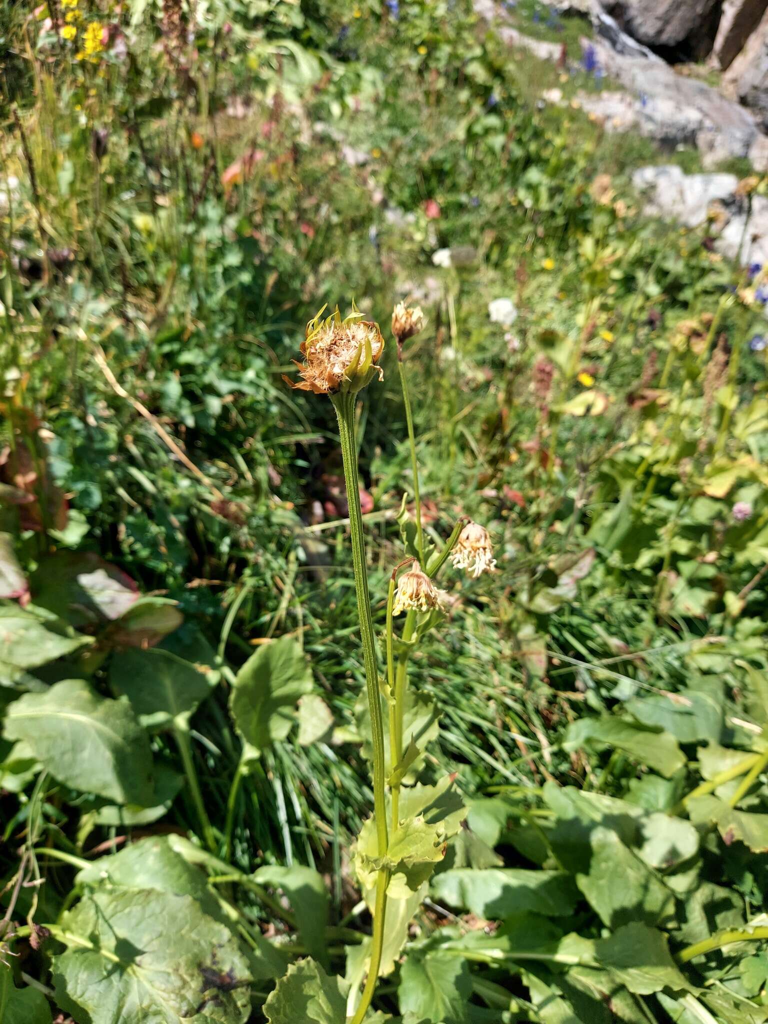 Слика од Doronicum altaicum Pall.