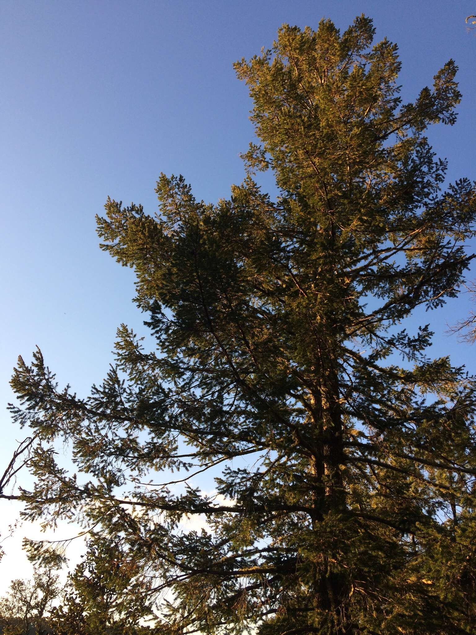 Image of Mexican Douglas-fir