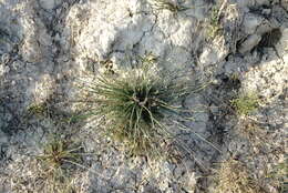 Image of Linum austriacum subsp. austriacum