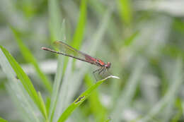 Image of American Rubyspot