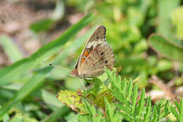 Image of Common buckeye