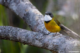 صورة Pachycephala caledonica (Gmelin & JF 1789)