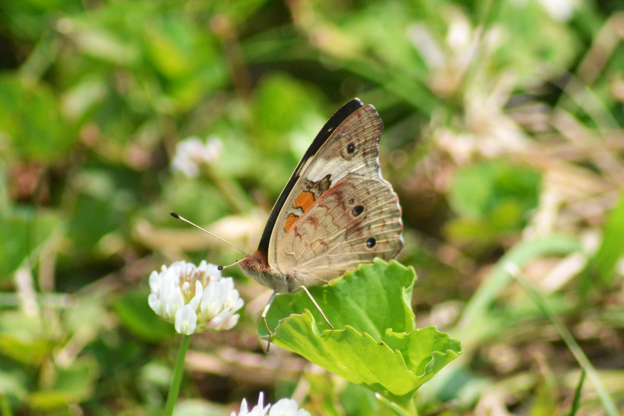 Image of Common buckeye