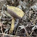 Image of Austroboletus subvirens (Hongo) Wolfe 1980