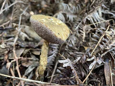 Image of Austroboletus subvirens (Hongo) Wolfe 1980