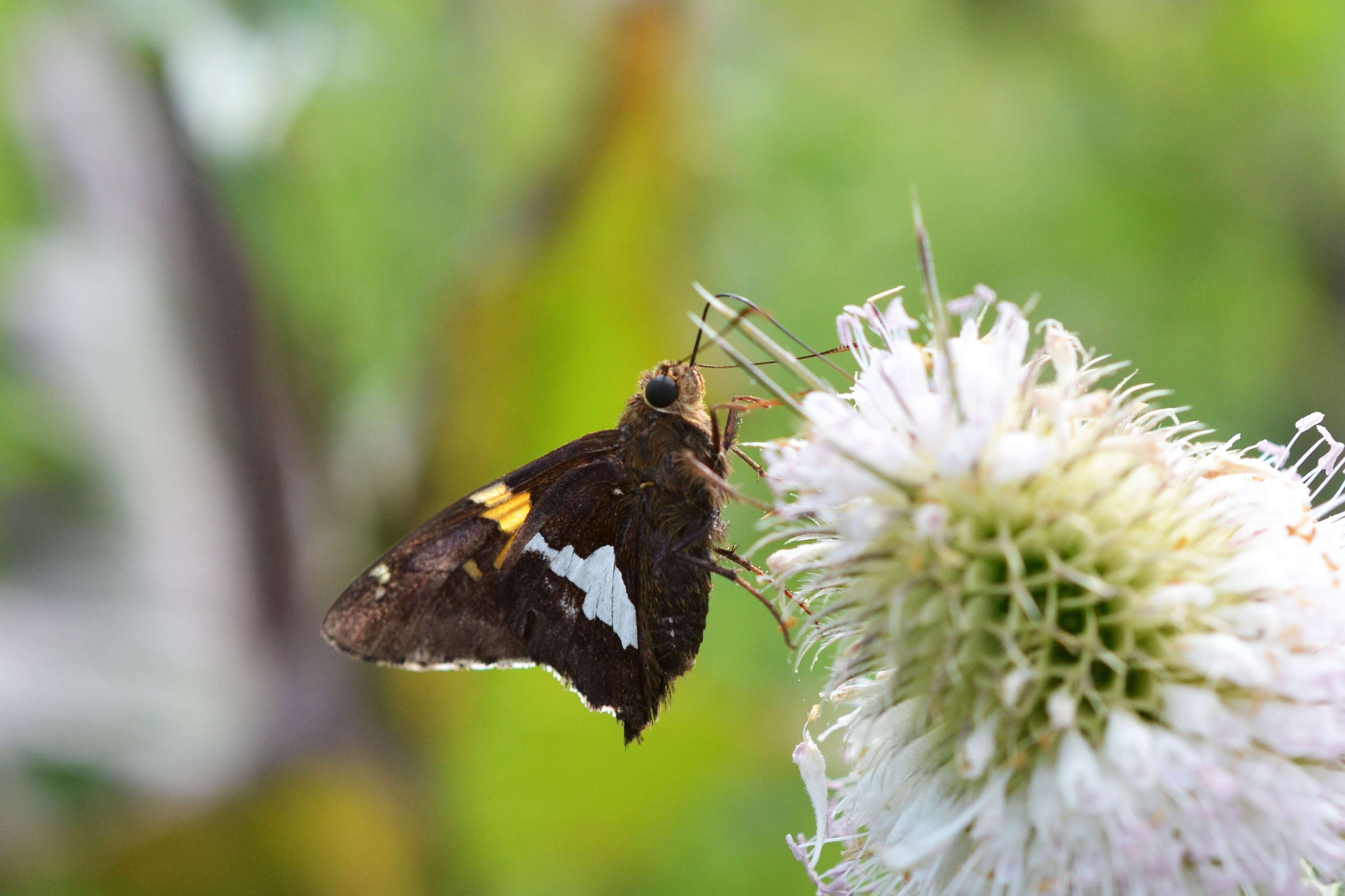 Image of Silver-spotted Skipper