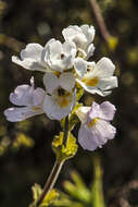 Image de Euphrasia collina subsp. diversicolor W. R. Barker