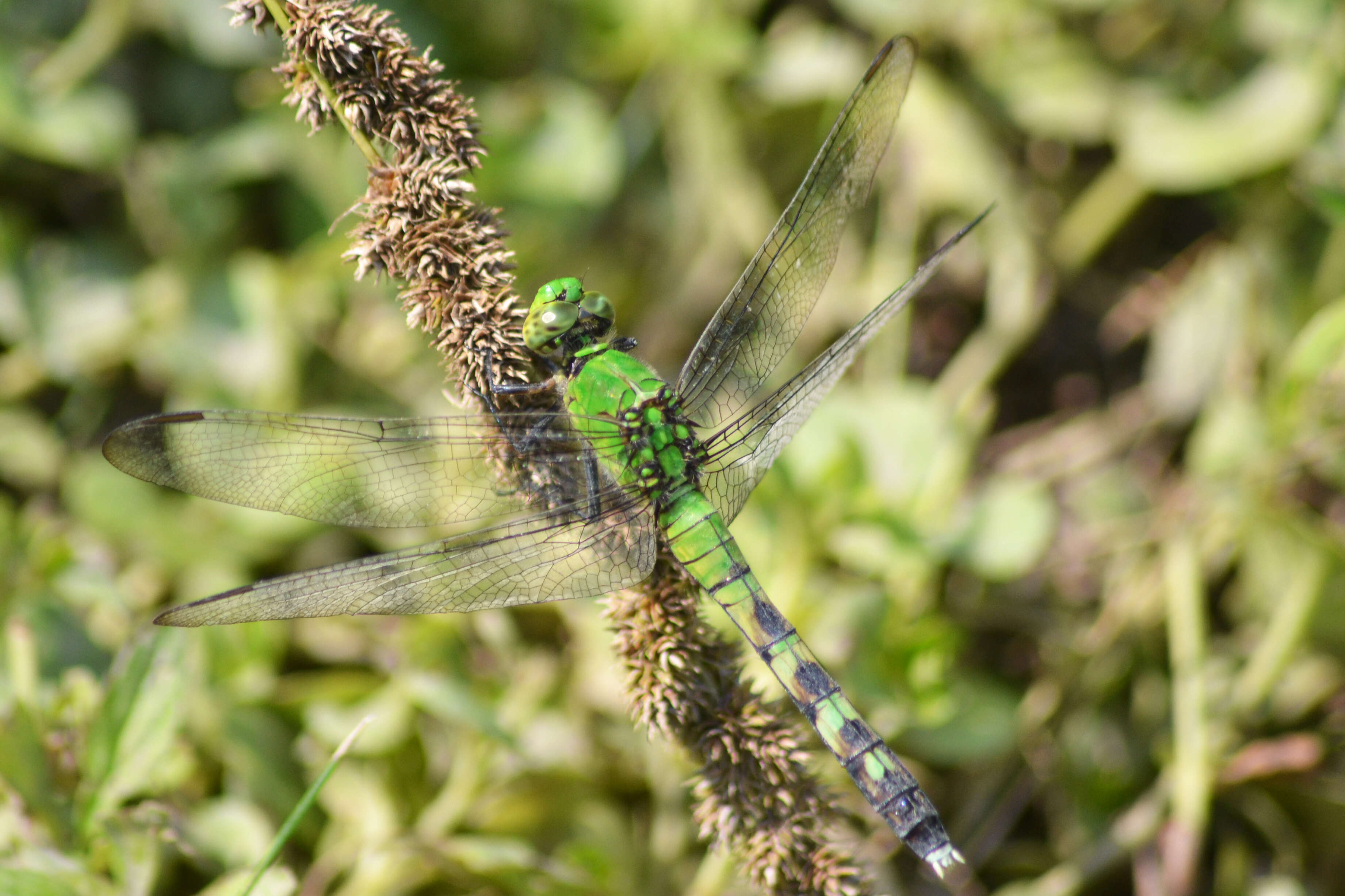 Imagem de Erythemis simplicicollis (Say 1840)