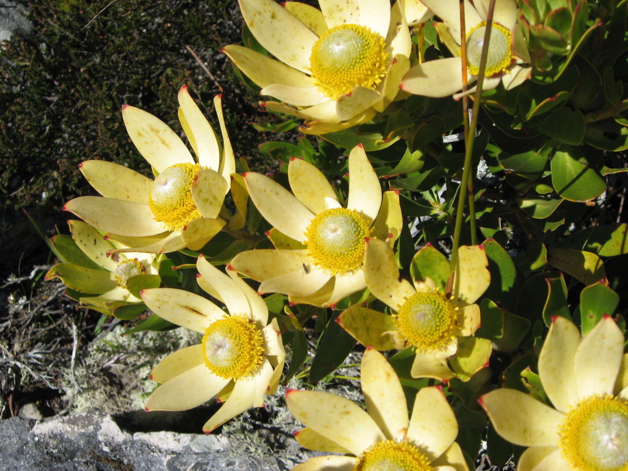 Plancia ëd Leucadendron strobilinum (L.) Druce