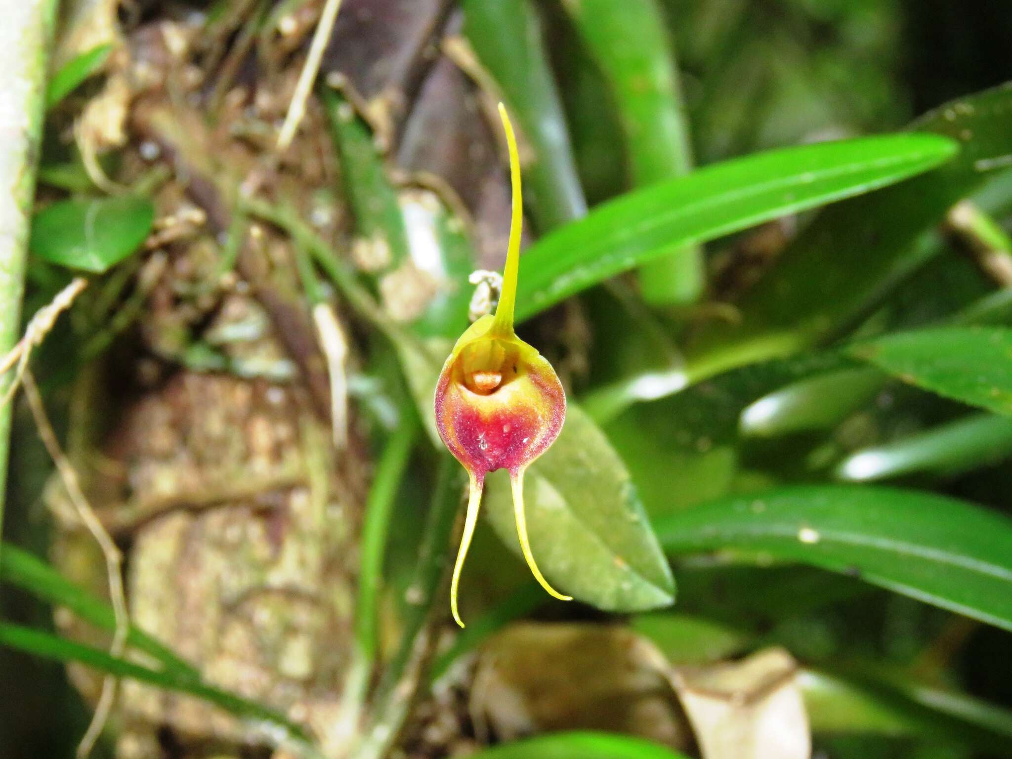 Masdevallia infracta Lindl.的圖片