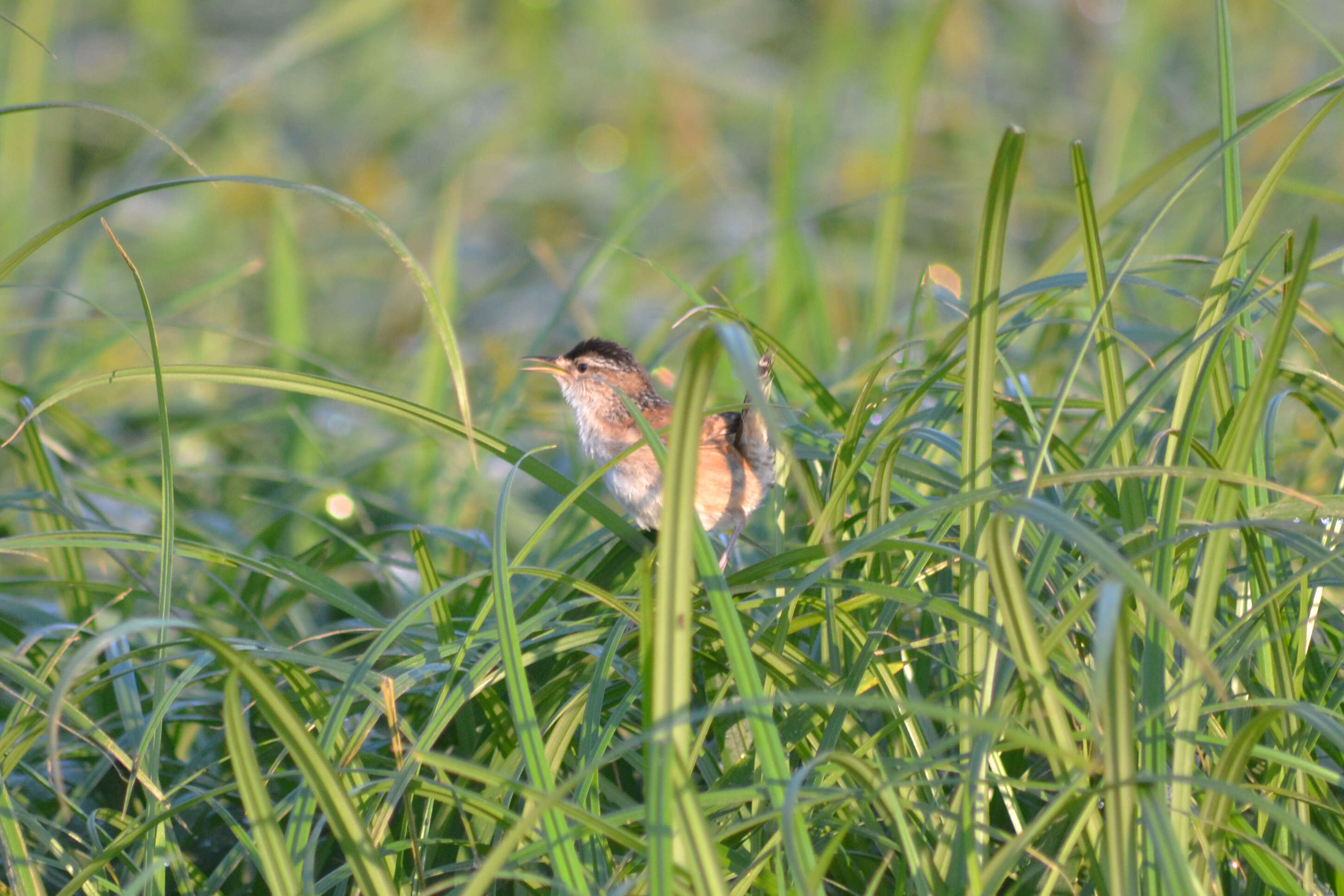 Image of Marsh Wren