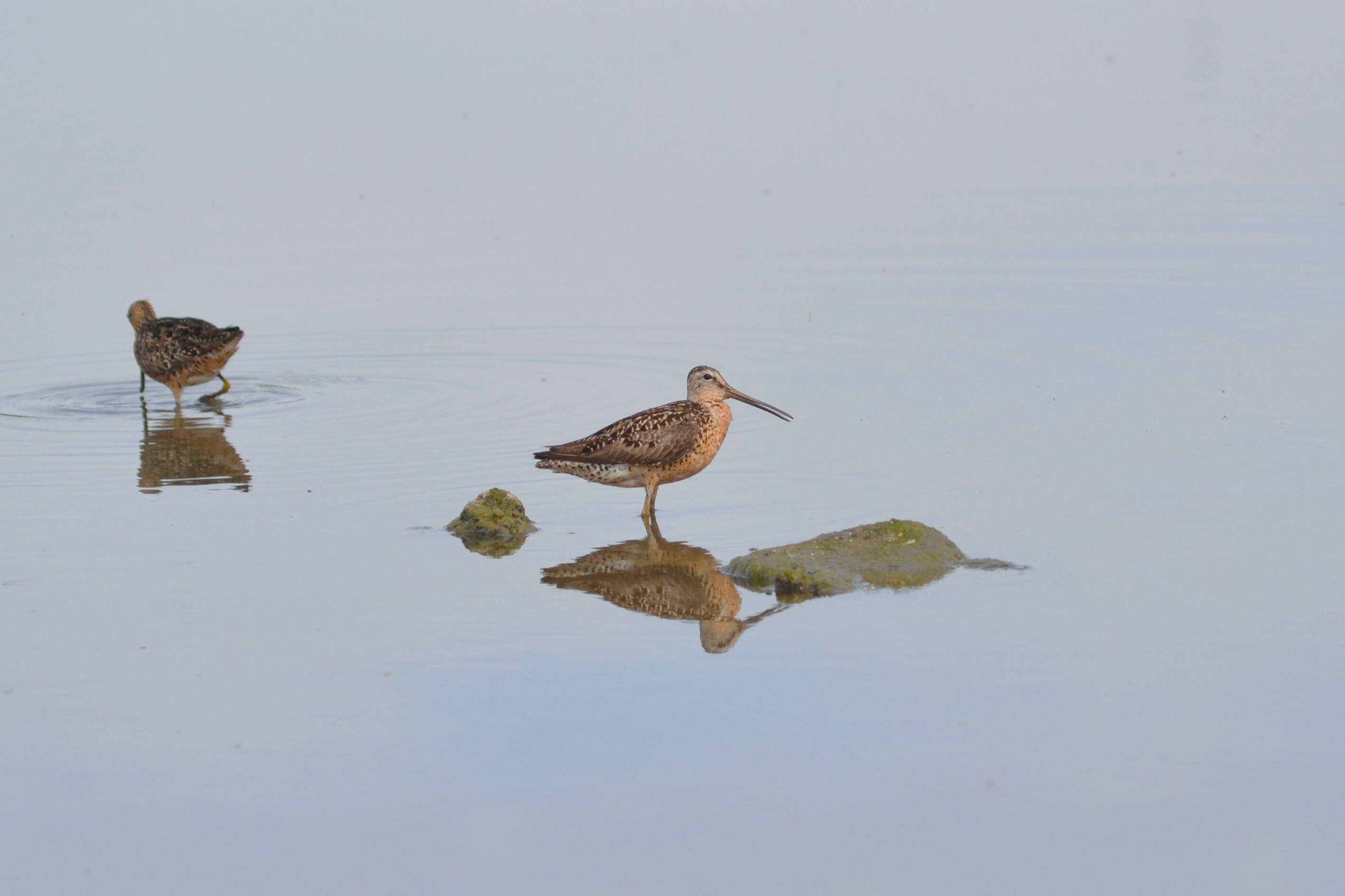 Image of Short-billed Dowitcher