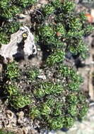 Image of Ptychomitrium crispatum Jaeger 1874