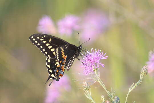 Image of Black Swallowtail