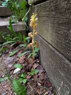 Image of Vreeland's coralroot