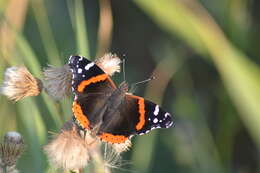 Imagem de Vanessa atalanta Linnaeus 1758