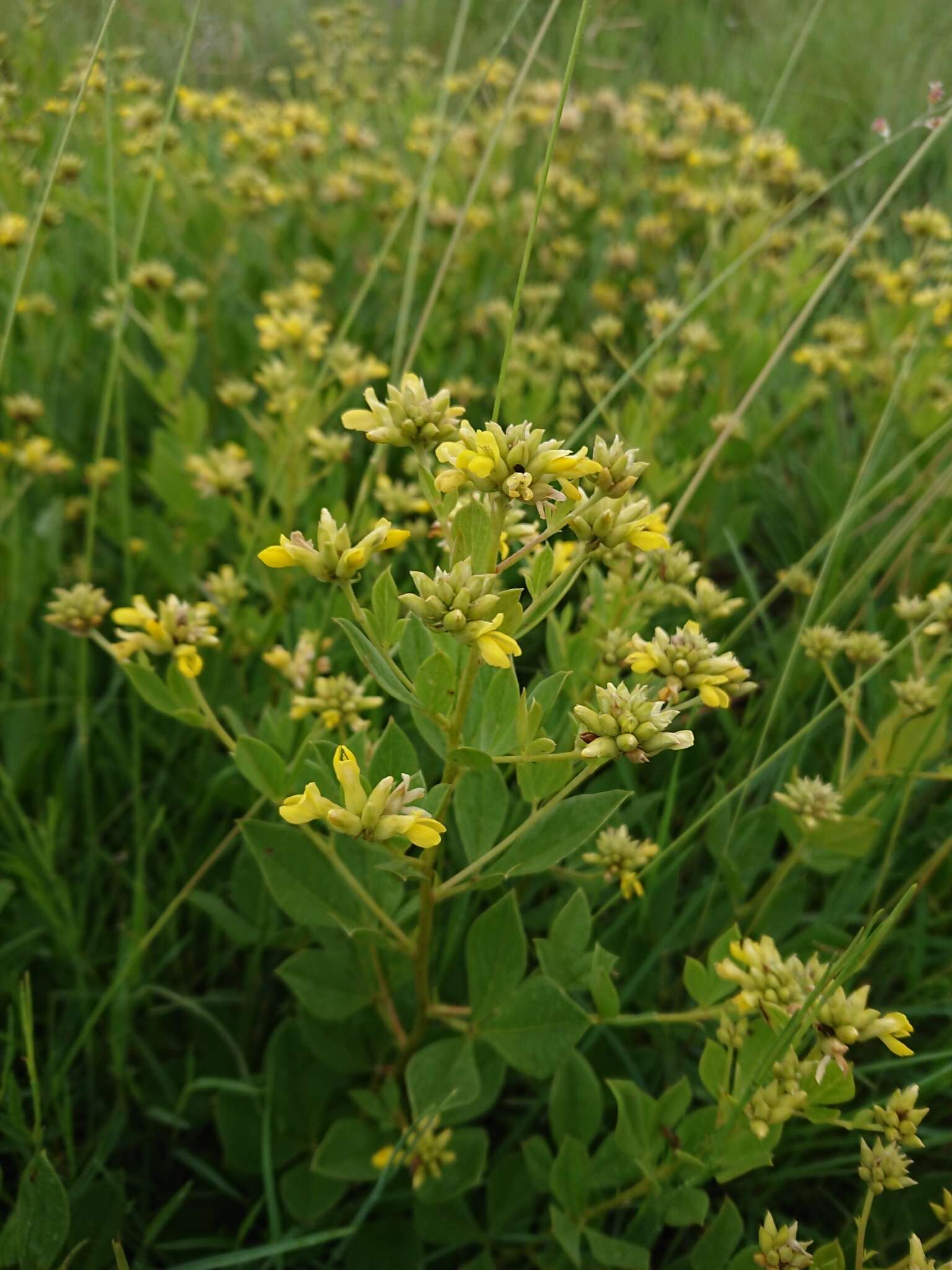 Image of Pearsonia cajanifolia (Harv.) Polhill